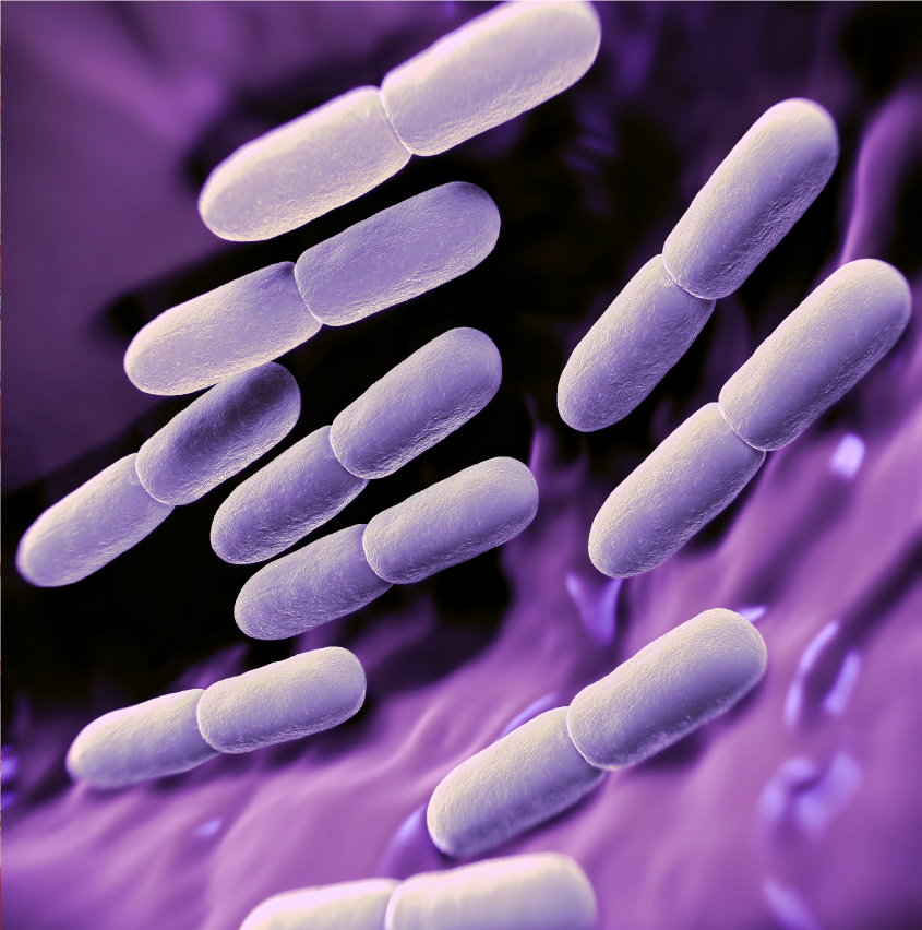 Lactobacillus Bulgaricus